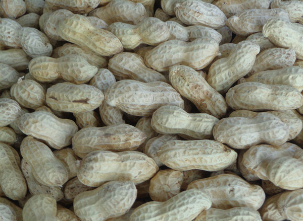 Roasted traditional peanuts
